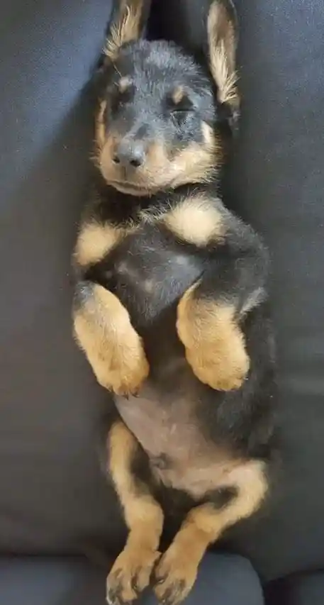 Jeune chiot allongé sur le dos lors d'une séance d'école du chiot, apprenant la socialisation et les bases de l'éducation canine