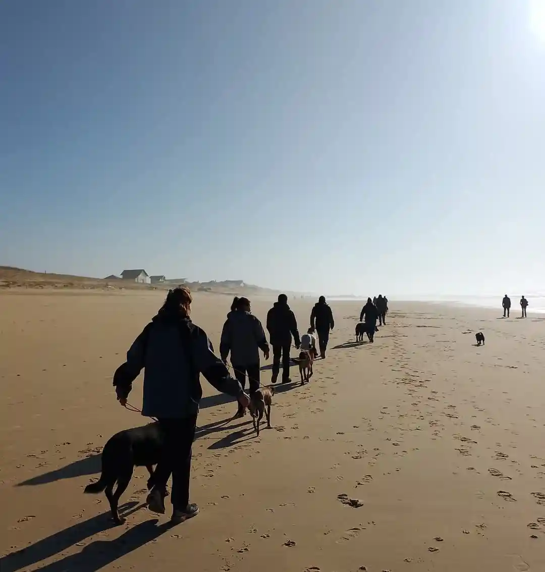 Cours collectif d'éducation canine avec plusieurs chiens et leurs maîtres apprenant l'obéissance de base dans un environnement contrôlé