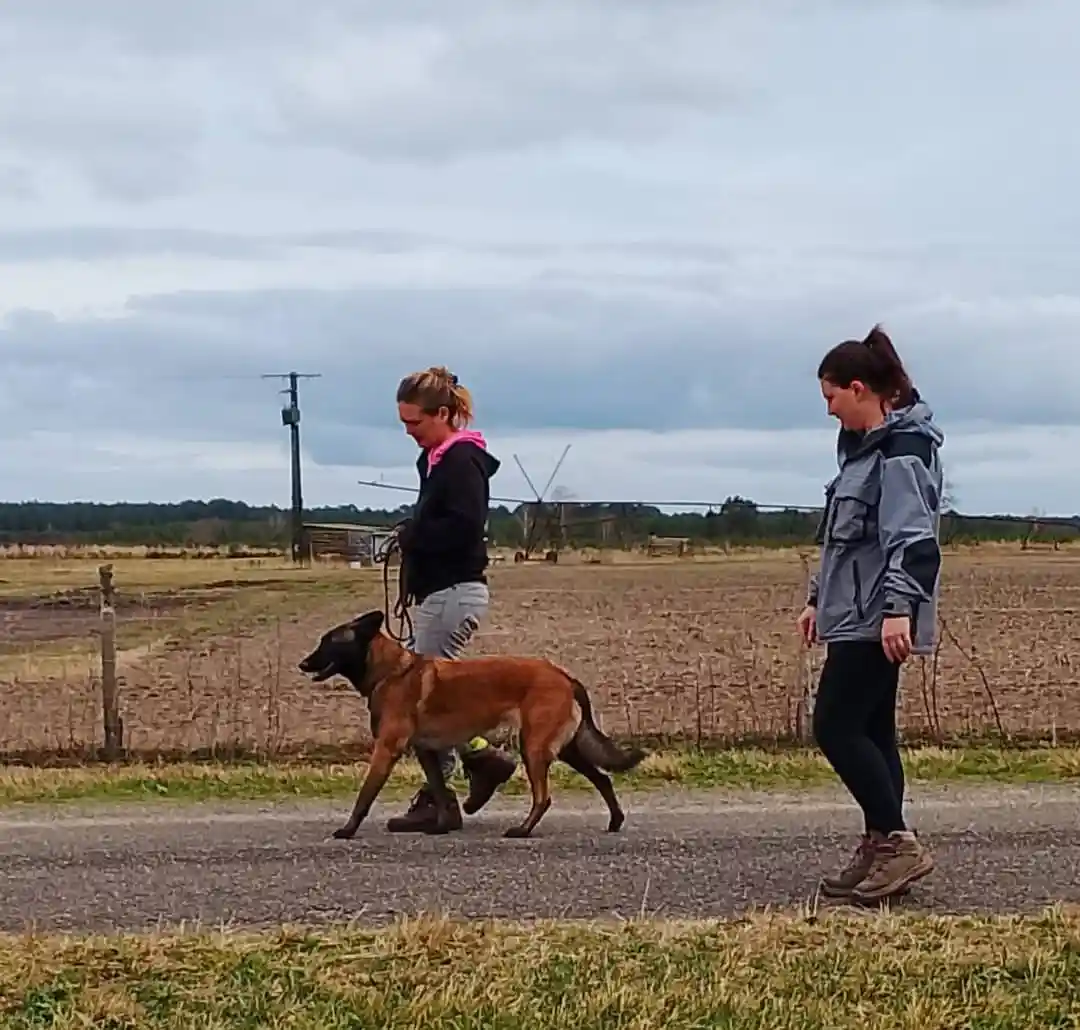 Éducation canine à la séance