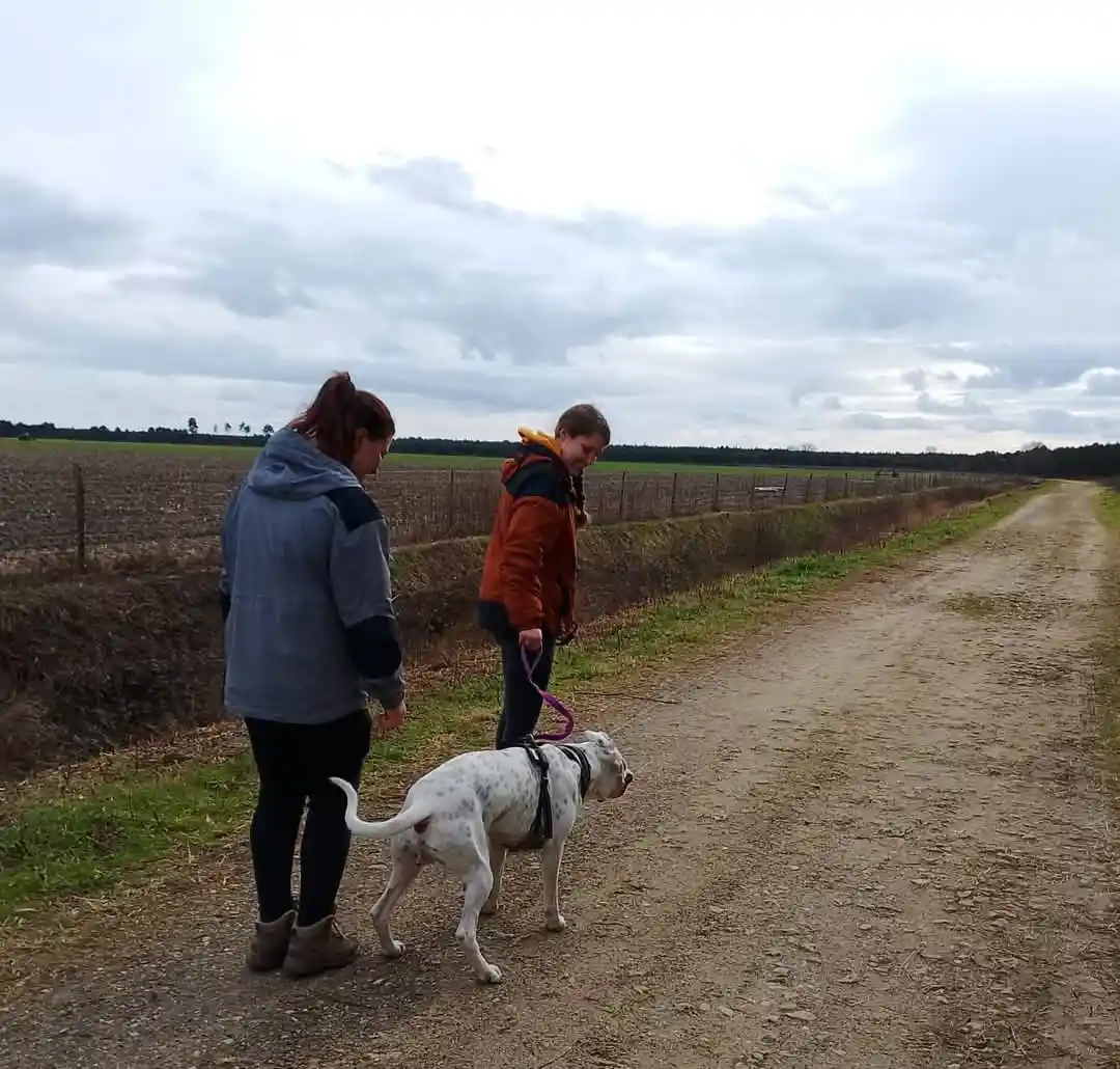 Forfaits éducatifs canins