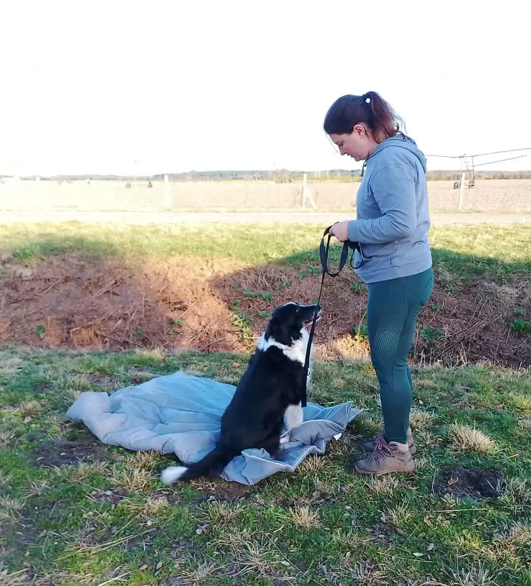 Pension dressage canin