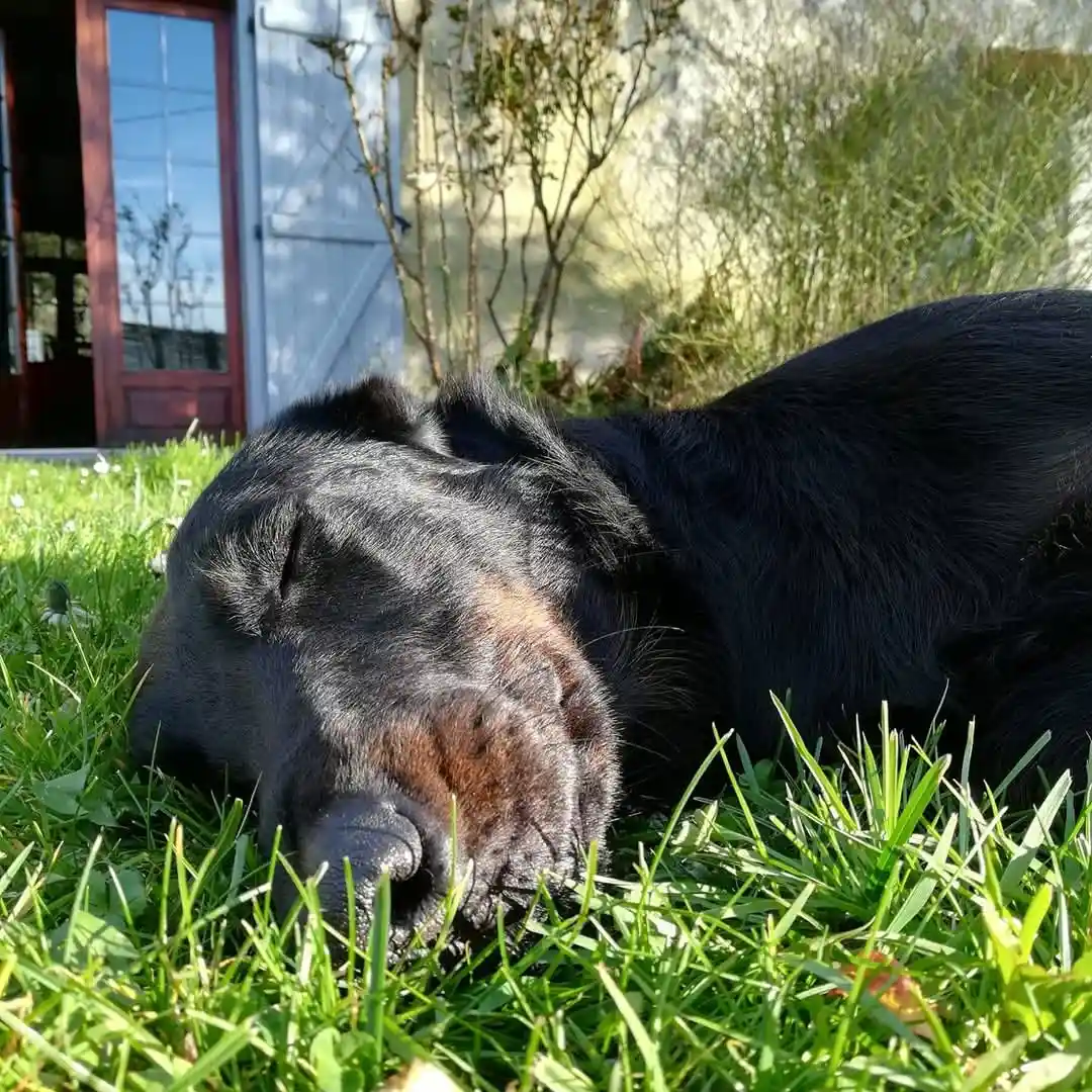 Chien en pension dans un environnement sécurisé et adapté, bénéficiant d'un service de garde professionnel