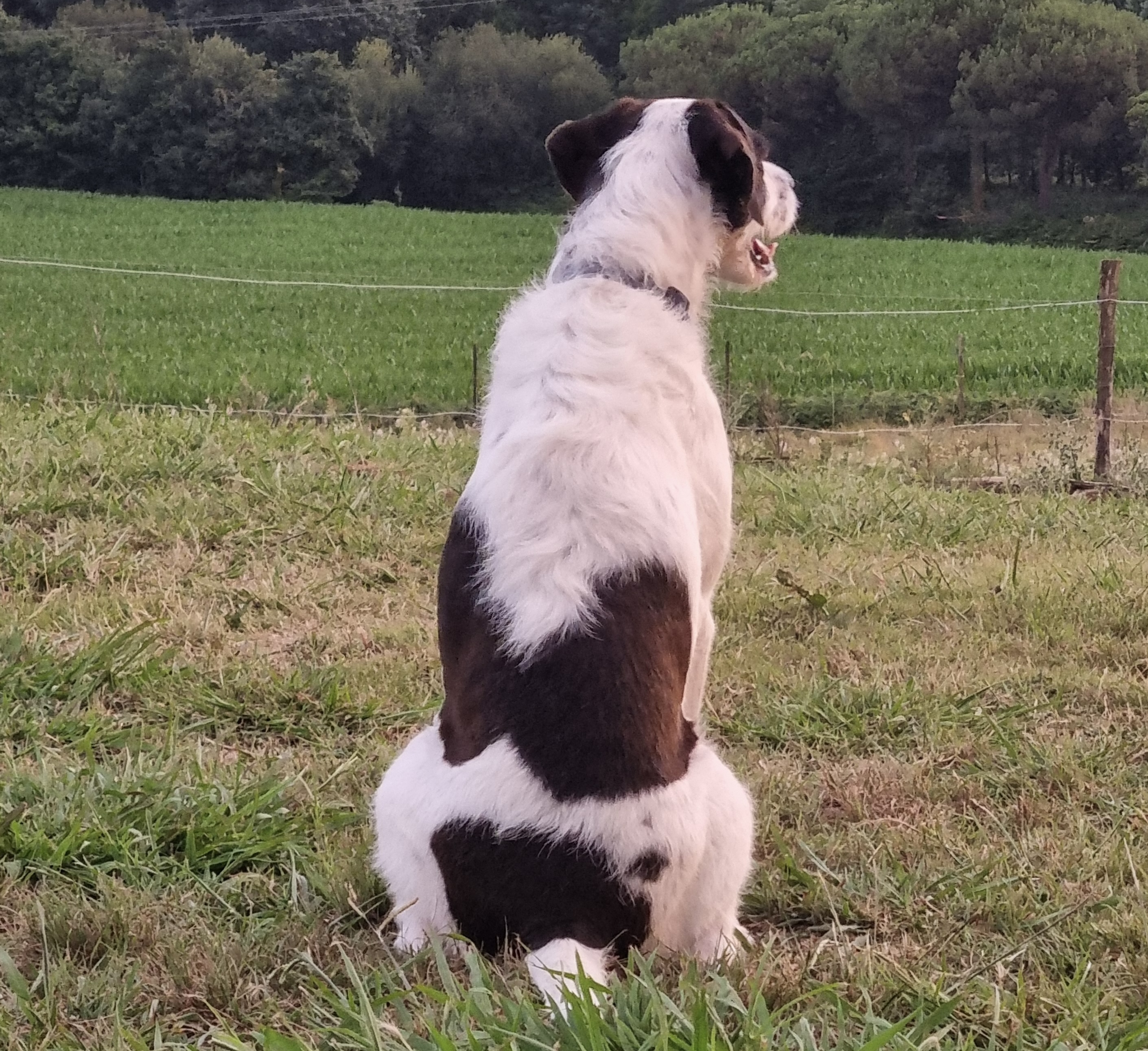 Pet sitting : jeune chien de race disponible à la vente, issu d'un élevage responsable avec suivi professionnel