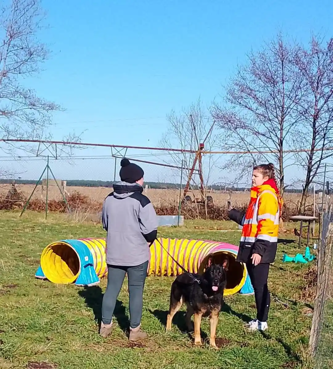 Chien pratiquant l'agility, sautant par-dessus un obstacle lors d'un parcours de sport canin supervisé par l'éducateur