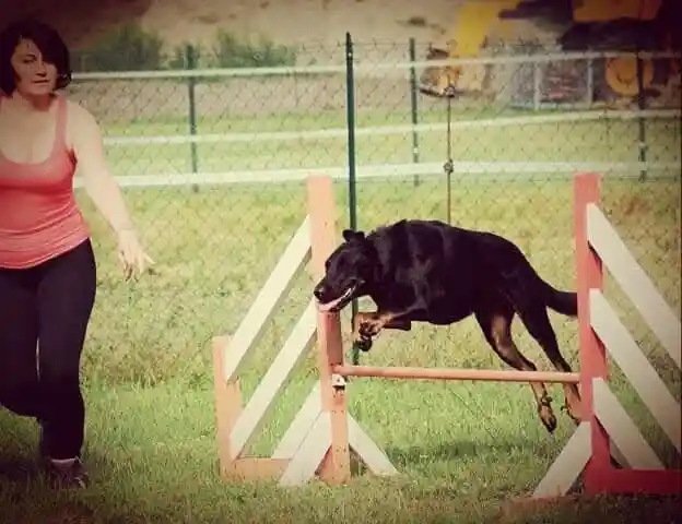 Agility parcours
