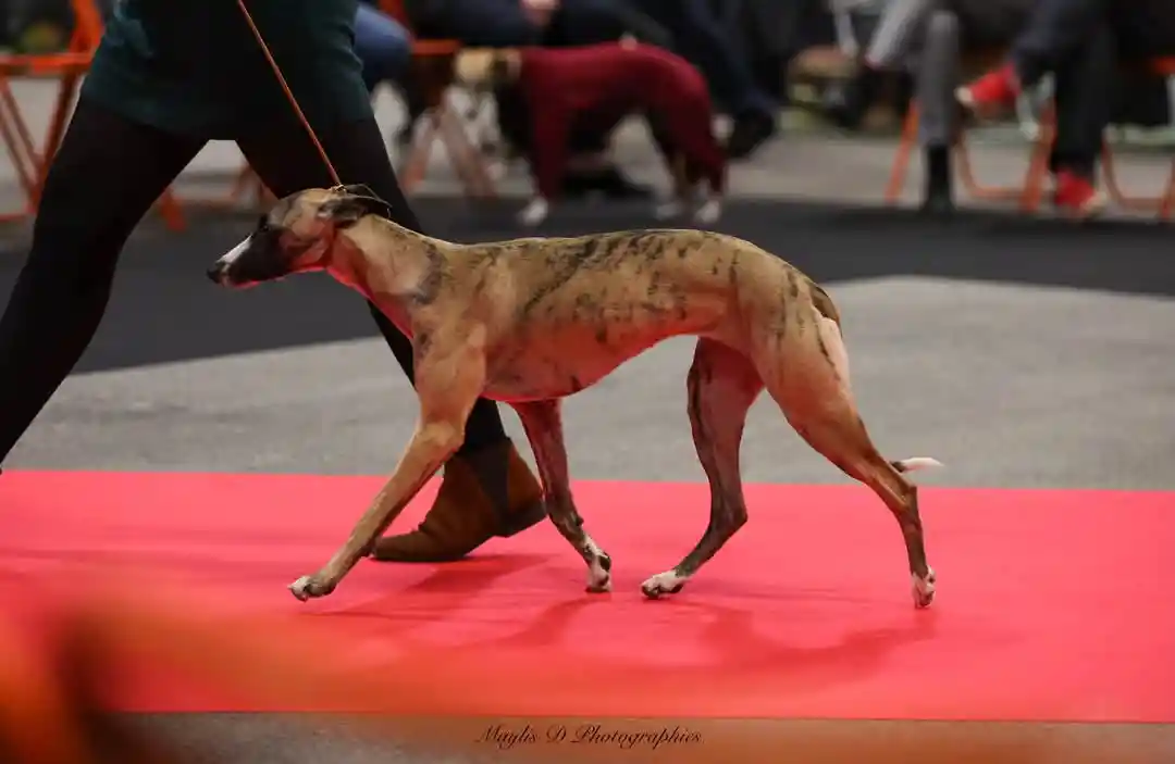 Chiot à adopter : jeune chien de race disponible à la vente, issu d'un élevage responsable avec suivi professionnel